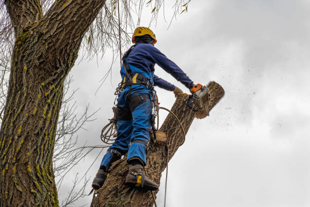 Best Mulching Services  in Advae, NC