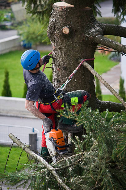 Reliable Advance, NC Tree Care Services Solutions