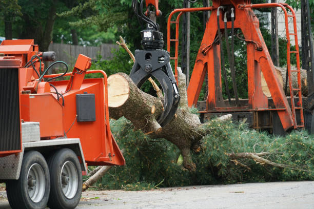 Best Emergency Tree Removal  in Advae, NC