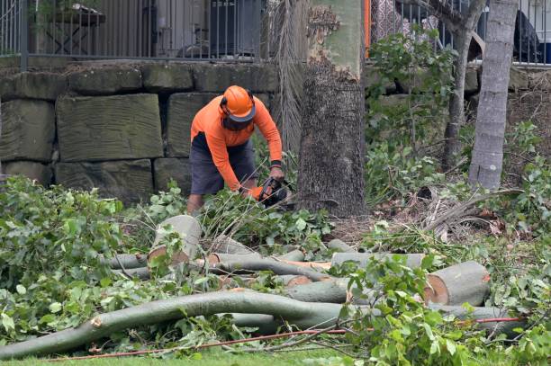 How Our Tree Care Process Works  in  Advance, NC