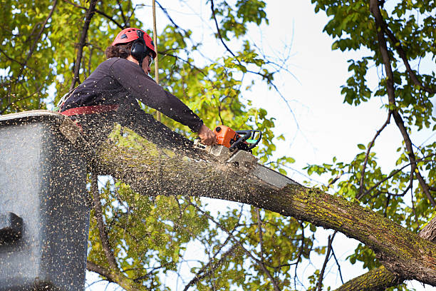 Best Storm Damage Tree Cleanup  in Advae, NC